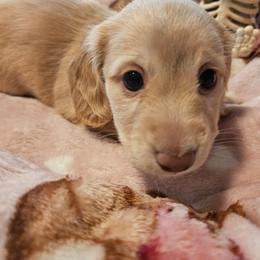 Jolene - Red female Dachshund puppy in Lebanon, Oregon from Willow Moons Dachshunds