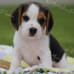 AKC 'Rocker' - Black tan and white male Beagle puppy in Lamar, Missouri from Marti Acres ~ Boston Terrier & Beagles