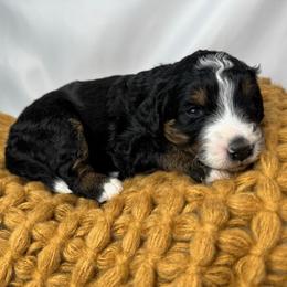 Chloe - Tri-color female Bernedoodle puppy in Alpharetta, Georgia from Doodles of Buckhead