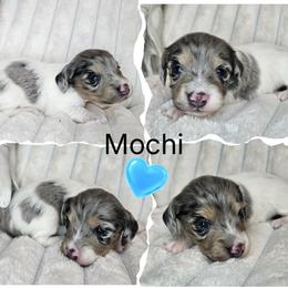 Mochi - Dapple male Dachshund puppy in Lakeland, Florida from Buckwild Doxies