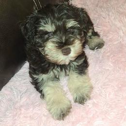 Mira - Liver female Miniature Schnauzer puppy in Graham, Washington from Kristy's French Bulldogs & Mini Schnauzers