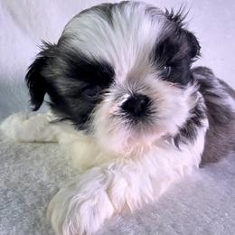 Goldie - Gold and white female Shih Tzu puppy in Winston Salem, North Carolina from Little Miracles Shih Tzu