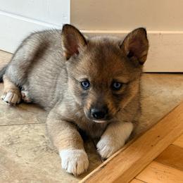 Foxy - Wolf sable female Pomsky puppy in Doon, Iowa from Luxury Pomsky