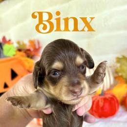 Binx(2700Akc pet) - Chocolate and cream male Dachshund puppy in Augusta, Arkansas from Savvy-Dee's Dachshunds