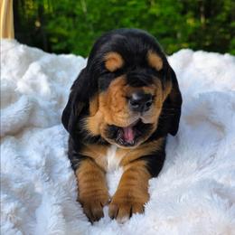 Shaggy - Black brown and white male Basset Hound puppy in Big Rapids, Michigan from Basket Hound Bassets