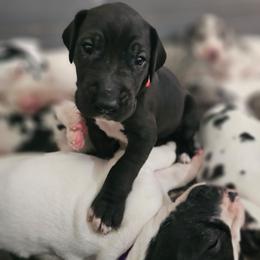 Scarlet - Black female Great Dane puppy in Brookings, South Dakota from Debonair Danes