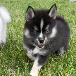 Pomskies from By Design Kennel