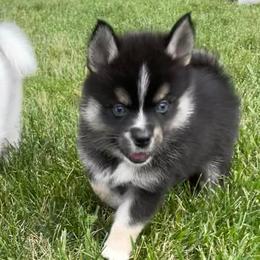 Pomskies from By Design Kennel