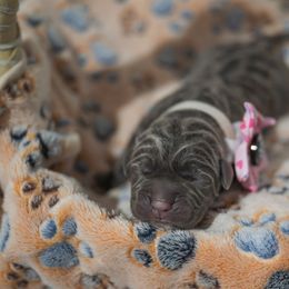 Pink Collar - Gray brindle female Cane Corso puppy in Colorado from Iconic Corso Kennel
