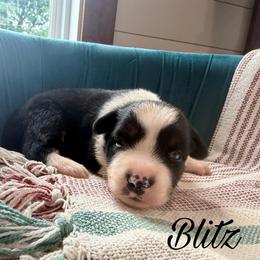 Blitz - Black tri male Miniature Australian Shepherd puppy in Sandy Hook, Kentucky from RidgeTop Aussies