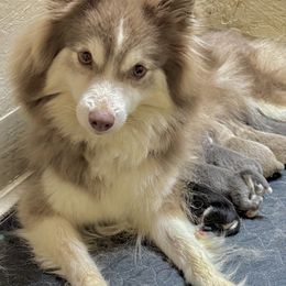 Tinkerbell - Pomsky