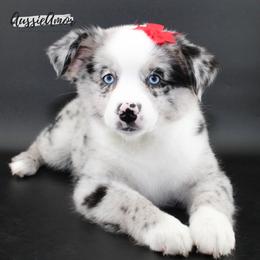 Bi Blue Merle 2 blue eyes - Blue merle female Miniature Australian Shepherd puppy in Pinehurst, Texas from Aussie Amor