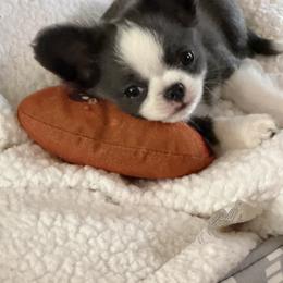 Leah  AKC - Blue and white female Chihuahua puppy in Amity, Pennsylvania from Rhoda and Verna