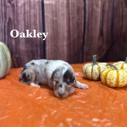 Girl 7 - female Collie puppy in Waterville, Iowa from Lisa’s Lassies