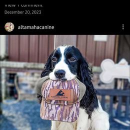 Boykin Spaniel and English Springer Spaniel Puppies from 31 Pines Springers & Retrievers