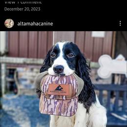 Boykin Spaniel and English Springer Spaniel Puppies from 31 Pines Springers & Retrievers