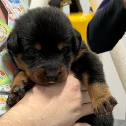 Blue-Black collar - Black and rust male Beauceron puppy in Floyd’s Knobs, Indiana from Birdwing Beaucerons