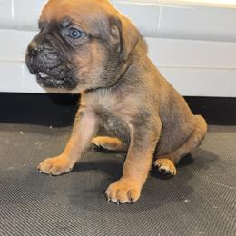 Orange Collar Male - Fawn male Cane Corso puppy in Jasper, Alabama from C&M Cane Corso