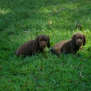 Sussex Spaniel Puppies from KAREN COTTINGHAM