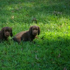 Sussex Spaniel Puppies from KAREN COTTINGHAM
