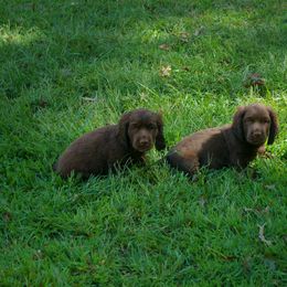 Sussex Spaniel Puppies from KAREN COTTINGHAM