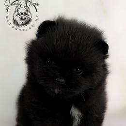 Raven - Black female Pomeranian puppy in Fultonville, New York from Sandy Aussies & Pomeranians