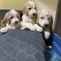 Bernedoodle and Double Doodle Puppies from ETX Dandy Doodle
