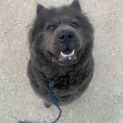 Nola  - Chow Chow