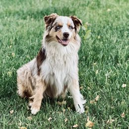 Koa - Australian Shepherd