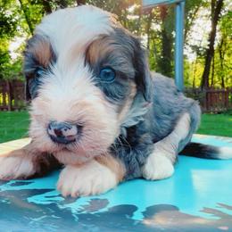 Dodger - Merle male Bernedoodle puppy in Sherman, Illinois from Shirl Doodle Life