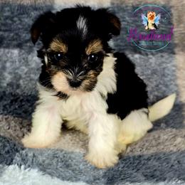 Samantha - Parti female Yorkshire Terrier puppy in Santa Clarita, California from Pixieland Yorkshire Terriers