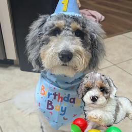 Aussiedoodle, Goldendoodle, and Poodle All Grown Up from North Florida Poodles and Doodles
