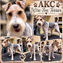 Poppy - Wire Fox Terrier