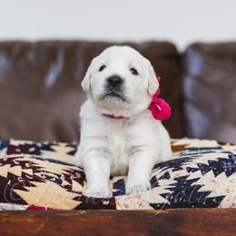 Miss Fuchsia - Light golden female Golden Retriever puppy in Bedford, Indiana from Indiana Goldens