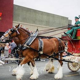 Basset Hound and Dalmatian Puppies from Lazy B Bassets and Dalmatians
