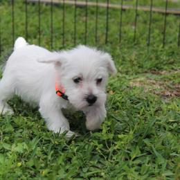 White Girl 1 Orange - White female Miniature Schnauzer puppy in Spring Hill, Florida from Suncoast Miniature Schnauzers