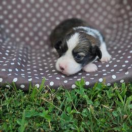 Dolly - Sable female Pembroke Welsh Corgi puppy in Orrtanna, Pennsylvania from Mountain Top Shepherd's