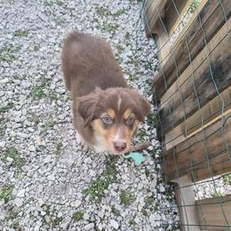 Shorty - Red tri-color male Miniature American Shepherd puppy in Marshfield, Missouri from Tntowne Miniature American Shepherds