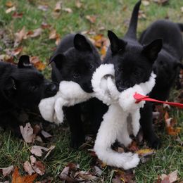 German Shepherd Puppies from Zobelhund German Shepherds