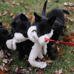German Shepherd Puppies from Zobelhund German Shepherds