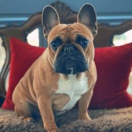 JoJo - French Bulldog