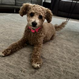 Mint - Apricot female Poodle puppy in Twin Lake, Michigan from Paige's Poodles