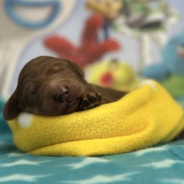 Woody-white collar - Red  male Goldendoodle puppy in Chino Valley, Arizona from Whiskey Row Royals