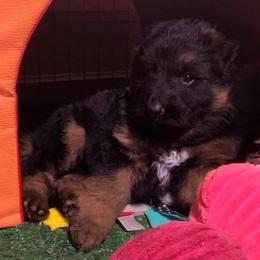 Green Collar - Male - Black and red male German Shepherd puppy in Charlotte, North Carolina from Zuflucht K9s