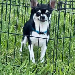 Turuk - Chihuahua