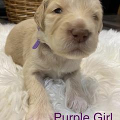 Double Doodle Puppies from Northern Valley Doodles