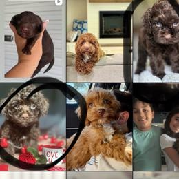 Cockapoo puppies from Little Valley Puppies