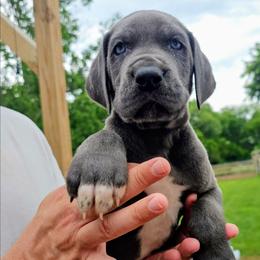 Mike - Blue male Great Dane puppy in Princeton, Indiana from Phantasm Farms
