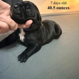 Purple Collar - Black male Cane Corso puppy in Sullivan, Missouri from Midwest Cane Corso in Action
