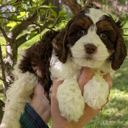 Curly - Tri-color male Cavapoo puppy in Coshocton, Ohio from Forever Family Puppies